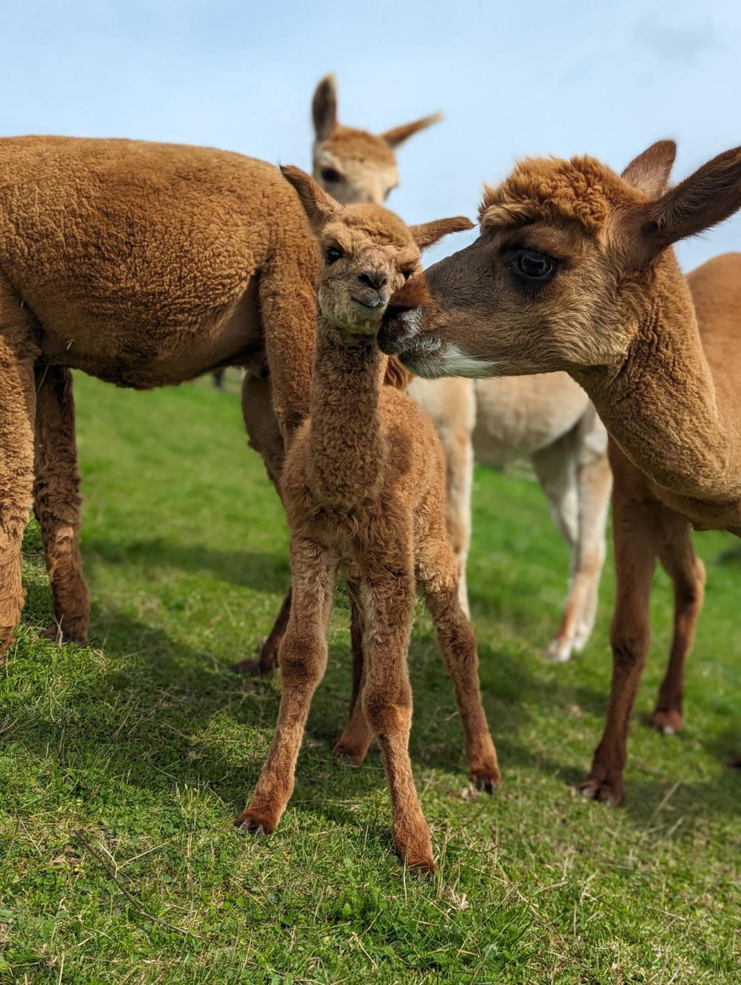 Landhotel Flora & Fauna (Adults Only) Winterberg Dış mekan fotoğraf